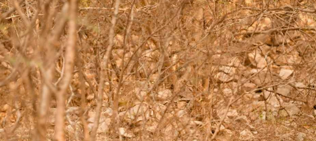 Wenn Sie in 4 Sekunden einen Leoparden im Wald entdecken können, haben Sie äußerst aufmerksame Augen