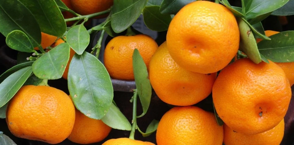 Mandarinen-Schalen kreativ verwenden: So geht’s
