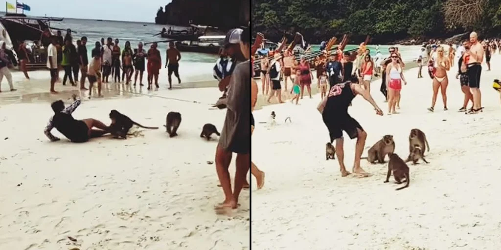 Affen greifen Touristen in beliebtem Resort an und werden auf Video festgehalten