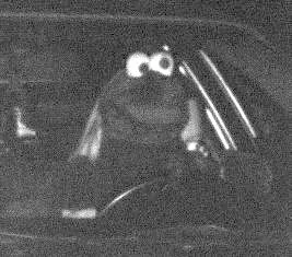 Gefährlicher Maskenspaß: Autofahrer mit Muppetshow-Maske geblitzt