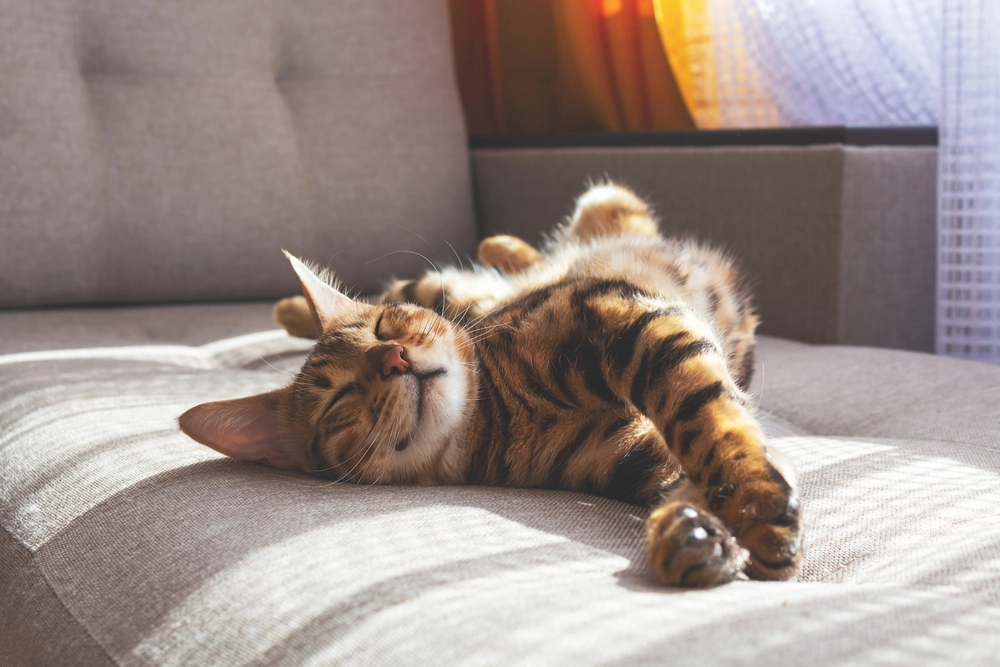 14 pflegeleichte Katzenrassen: Diese Katzen sind einfach glücklich zu halten