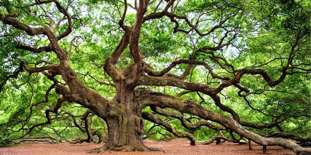 Deutschlands beeindruckendste Eiche: Ältester und dickster Baum steht in NRW