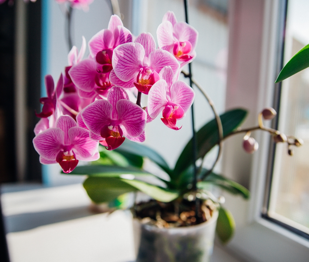 Ihre Orchideen werden ’ständig blühen‘, wenn Sie monatlich eine Küchenzutat dem Wasser hinzufügen