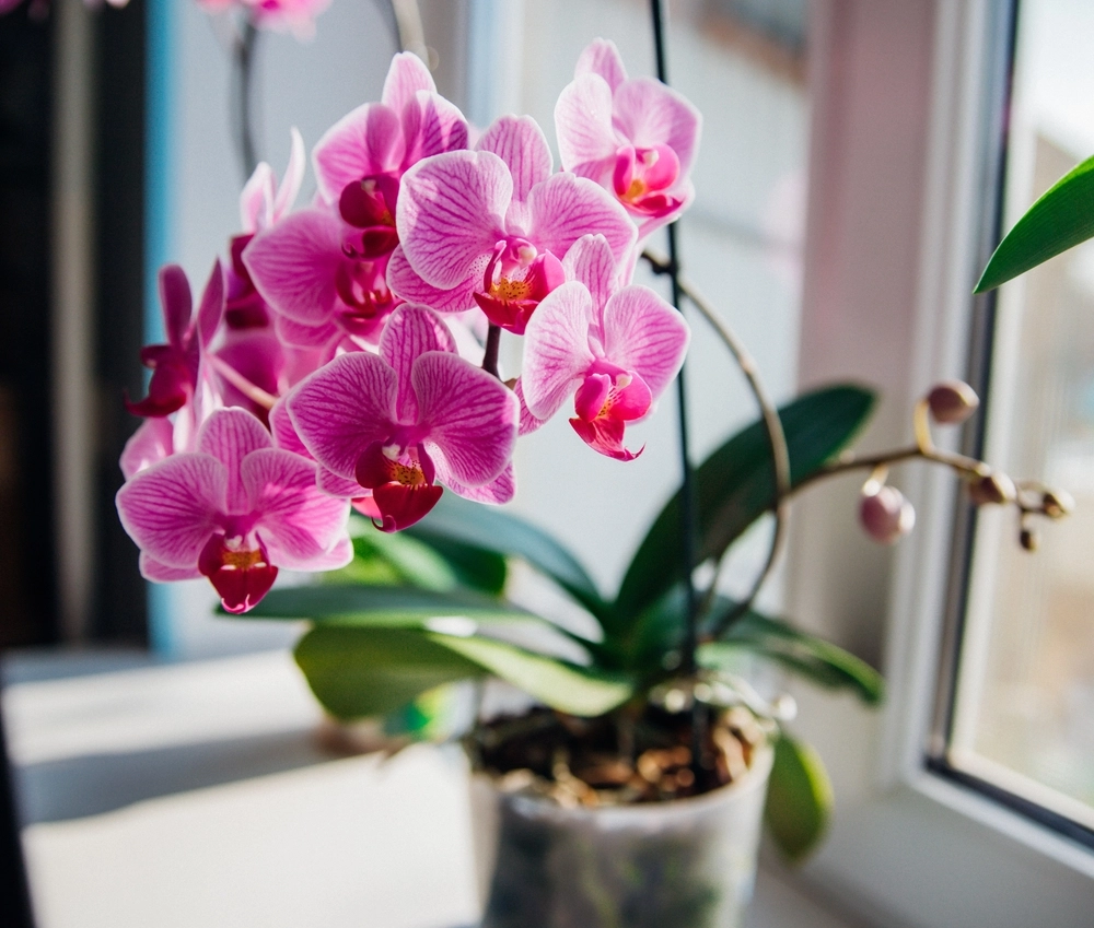 Ihre Orchideen werden ’ständig blühen‘, wenn Sie monatlich eine Küchenzutat dem Wasser hinzufügen