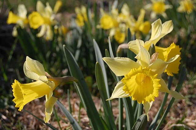 Warum Osterglocken in der Vase Einsamkeit bevorzugen
