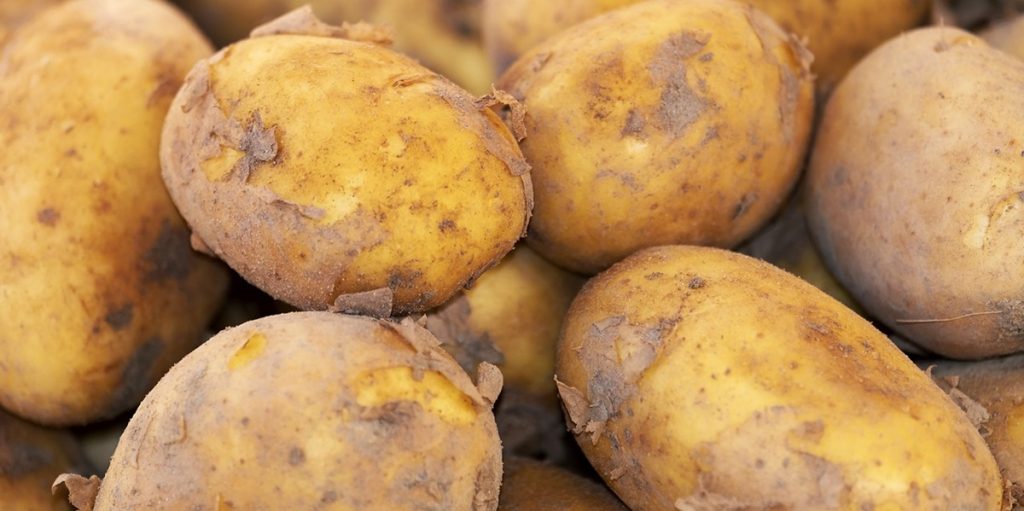 Chinesische Wissenschaftler haben eine neue Kartoffel erfunden
