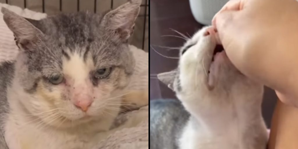 Die Katze Potato beinahe eingeschläfert: Eine Frau weigerte sich, aufzugeben