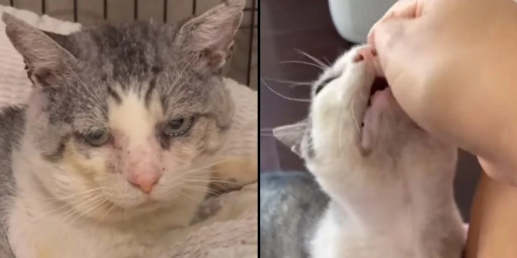 Die Katze Potato beinahe eingeschläfert: Eine Frau weigerte sich, aufzugeben
