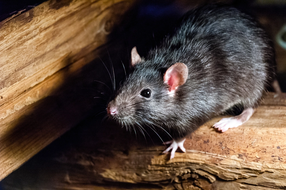 Gärtner werden aufgefordert, auf drei Anzeichen von Ratten zu achten – und wie man sie auf natürliche Weise loswird