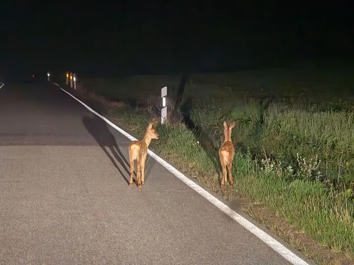 Wildwechsel im Herbst: Polizei warnt vor erhöhter Unfallgefahr