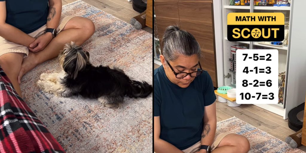 Hund beantwortet Matheaufgaben im viralen Video und verblüfft Menschen