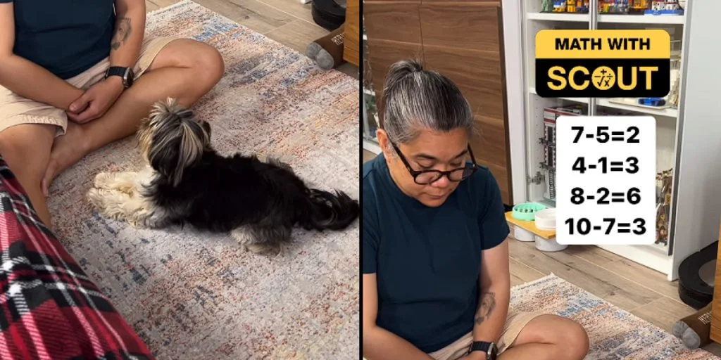 Hund beantwortet Matheaufgaben im viralen Video und verblüfft Menschen