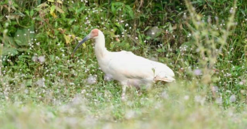 Mann jagt und kocht bedrohten Vogel, um den Krebs seiner Mutter zu bekämpfen