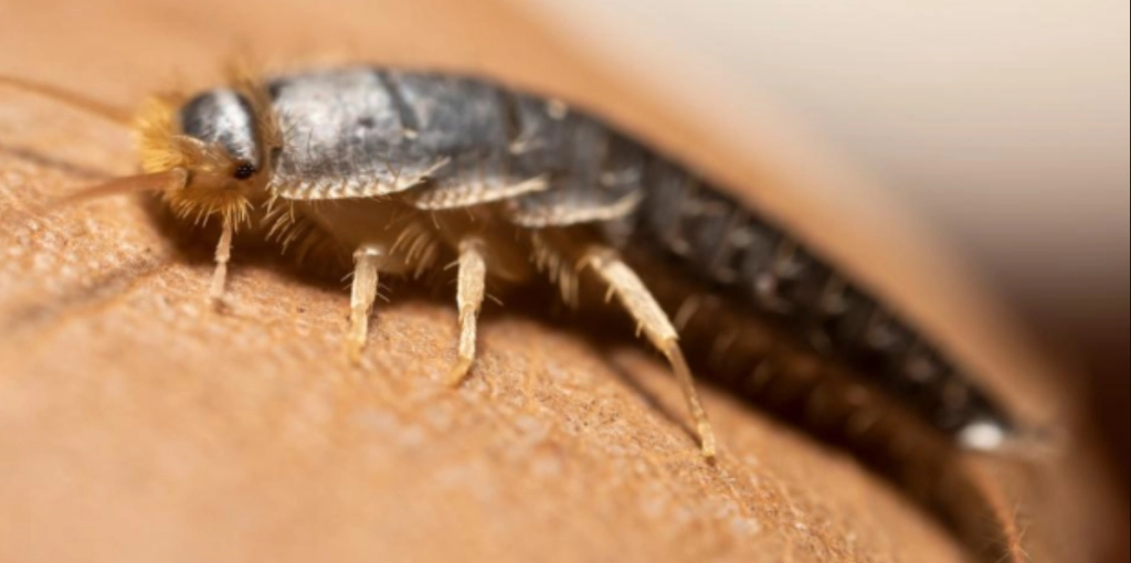 Warum Silberfische vielleicht die am meisten missverstandenen Mitbewohner sind