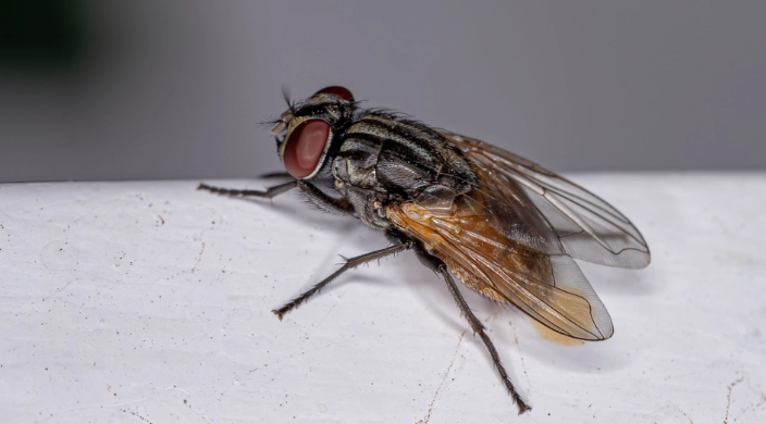 Sagen Sie den Fliegen Lebewohl: Drei einfache Tricks, um sie aus Ihrem Zuhause fernzuhalten