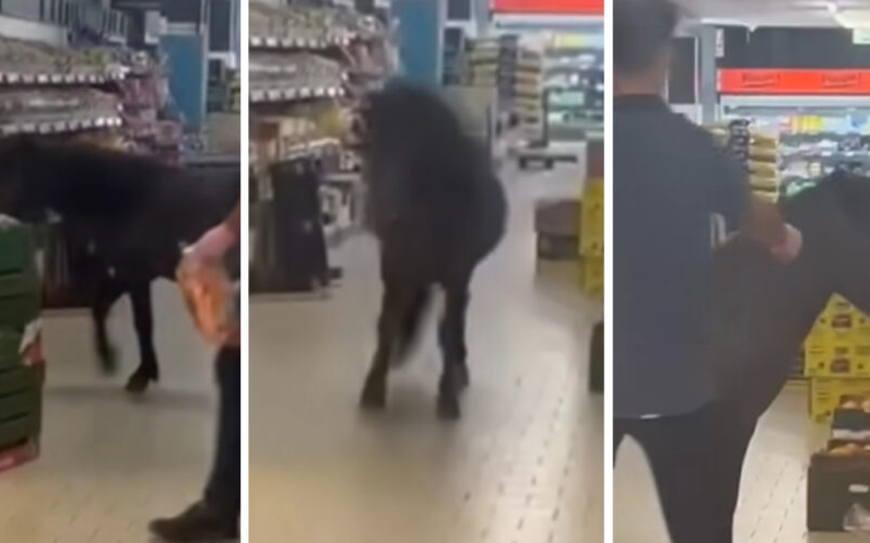 Überraschung im Lidl: Pony stürmt die Gemüseabteilung