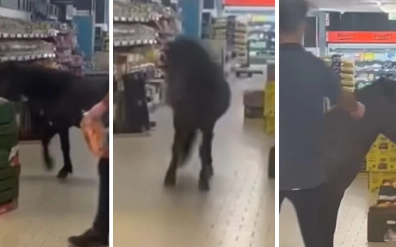 Überraschung im Lidl: Pony stürmt die Gemüseabteilung