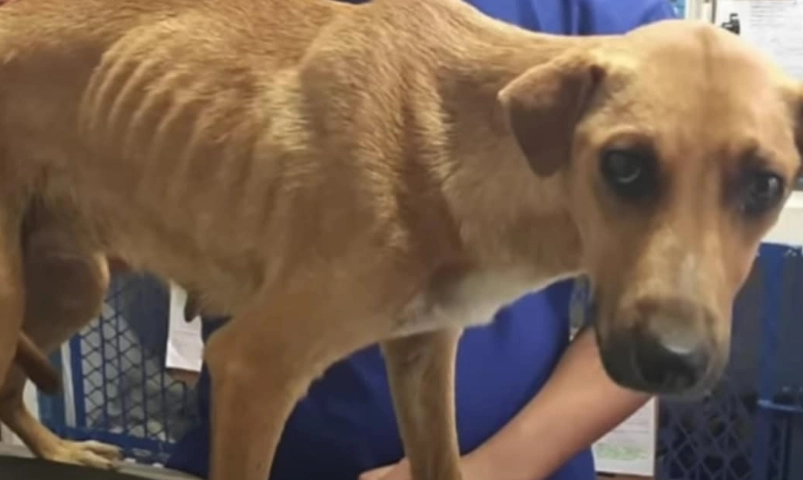 Hundebesitzer beschließt, Hund einzuschläfern, nur weil sie „kein guter Wachhund“ war