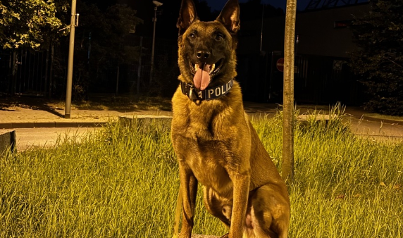 Polizeihund Yondu findet mutmaßliche Einbrecher im Gebüsch