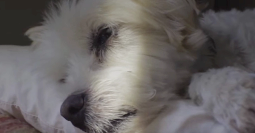 Sie ließ ihren gesunden Hund für einen kurzen Besorgungsweg zurück und kam nach Hause zu seinem steifen Körper