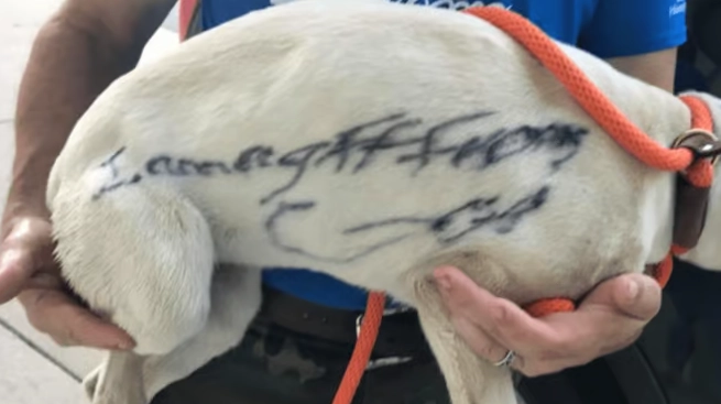 Streunerhund mit verstörender Nachricht auf dem Fell gefunden