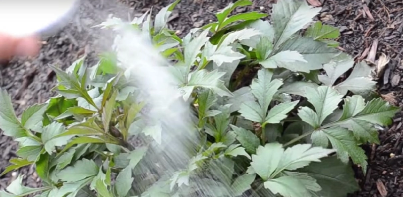 Fast alle nutzen es nur in der Küche: Dabei ist es im Garten Gold wert