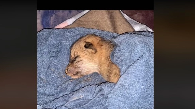 Frau findet verlassenen Welpen im Garten: Es stellt sich heraus, dass es kein Hund ist