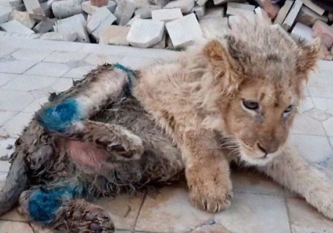 Retter retten ein Löwenbaby, dem die Beine gebrochen wurden, um mit Touristen Fotos zu machen
