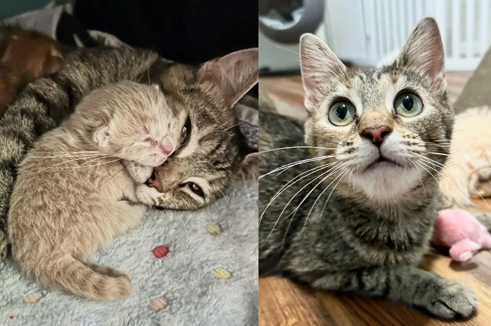 Eine Freiwillige ging ins Tierheim, um Kätzchen abzuholen, aber kam mit einer Katze nach Hause, die ihre Hilfe brauchte.