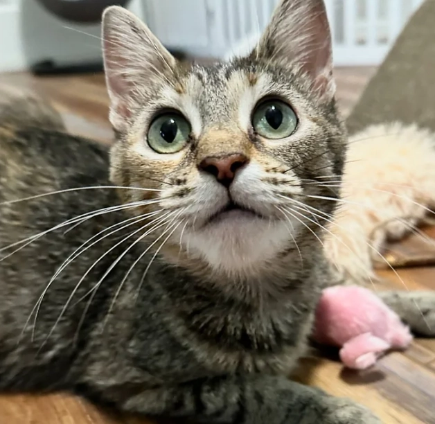 Hauskatzen können ein ausgezeichnetes Modell zur Erforschung von Fettleibigkeit beim Menschen sein