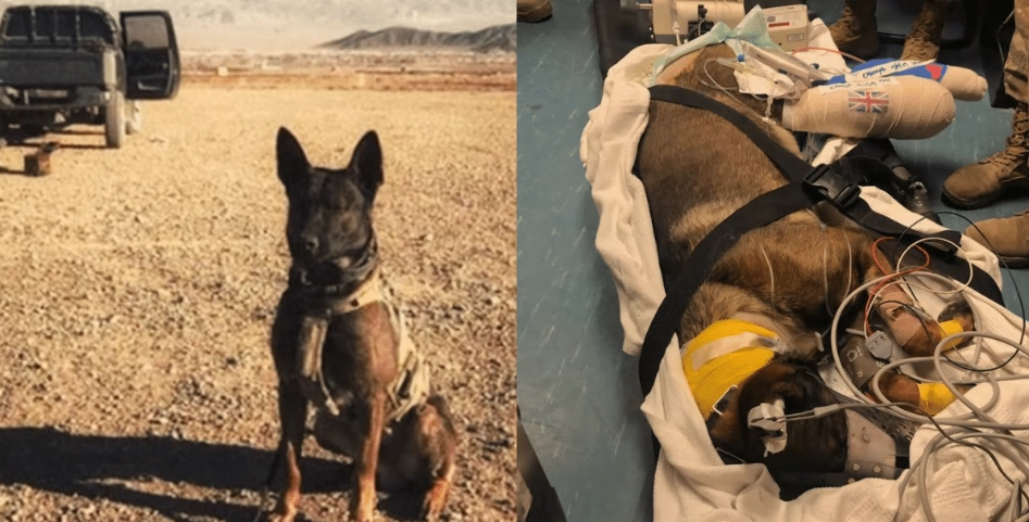 Militärhund Kuno erhält prestigeträchtige PDSA Dickin-Medaille für Tapferkeit und Dienst