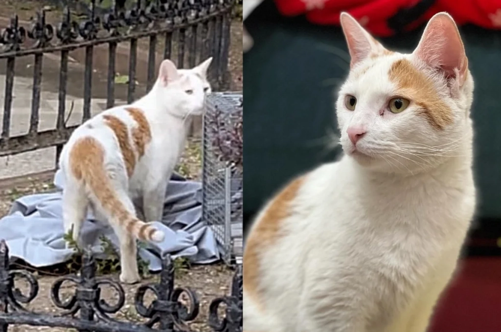 Katze sitzt wochenlang draußen und versucht, in ein Gebäude zu gelangen, bis ein Paar eingreift, um zu helfen