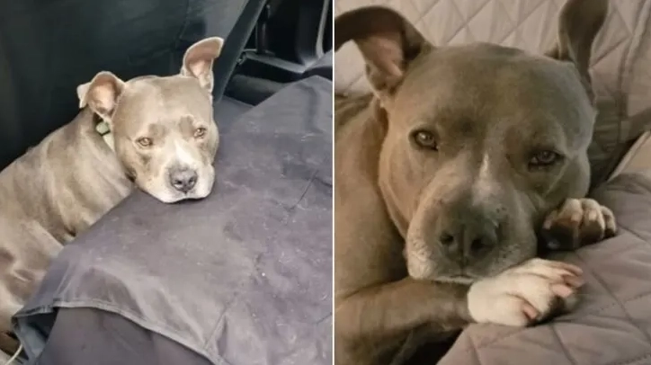 Dieser Pitbull verbrachte sein ganzes Leben an einer Kette, bis Retter ihm zu Hilfe kamen
