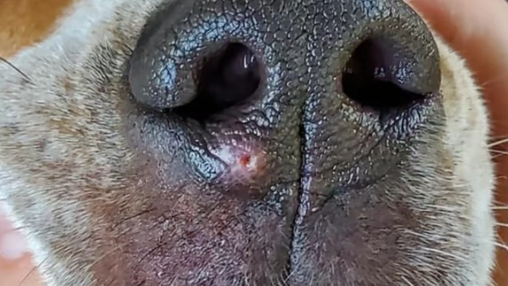 Tierarzt zieht etwas aus der Hundenase: Alle sind fassungslos