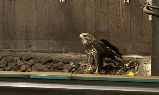 Risikable Rettungsaktion: Polizei rettet Falken aus dem Altona S-Bahn-Tunnel