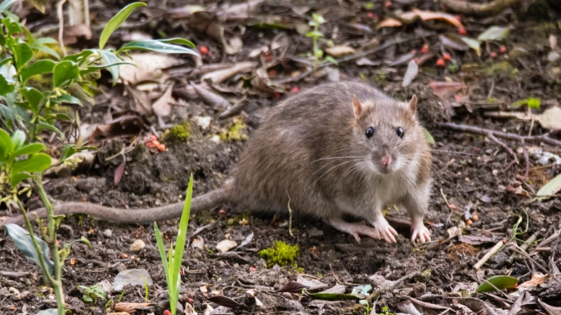 Gartentrick mit Watte: Wie einfache Hausmittel gegen Ratten helfen können