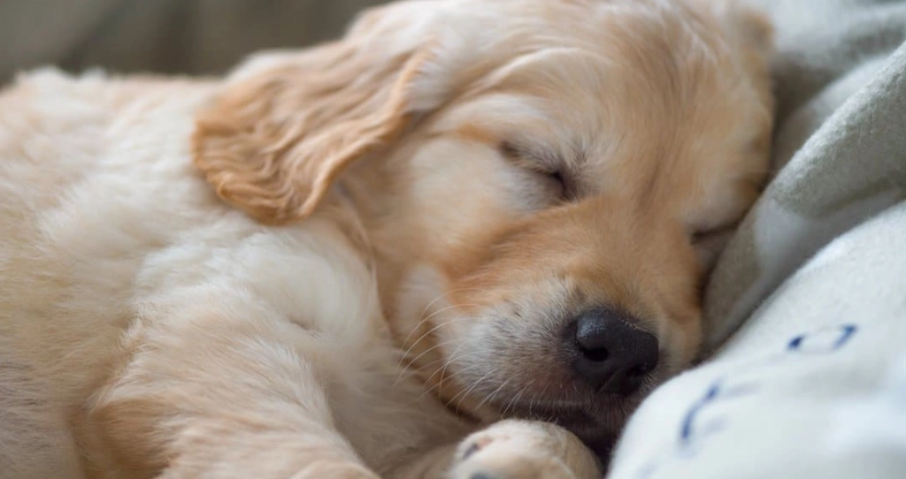 Studie enthüllt das Geheimnis für guten Schlaf: Ersetze den Partner durch den Hund im Bett