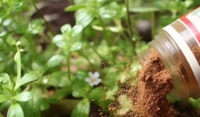 Zimt ist nicht nur für die Küche: 6+ Gründe, Zimt im Garten zu verwenden