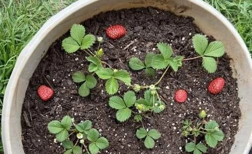 Sie malt ihre Steine so, dass sie wie Erdbeeren aussehen – Wenn Sie wissen warum, werden Sie es auch tun