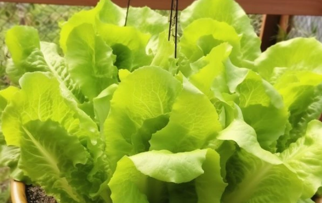 Hören Sie auf, Salat zu kaufen: So einfach bauen Sie ihn zu Hause im Topf an
