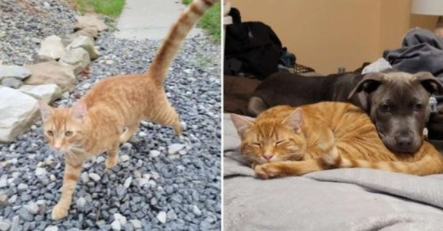Entschlossener Kater legt 40 Meilen zurück, um seine Familie nach dem Umzug wiederzufinden