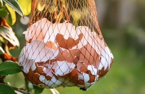 Warum Sie einen Netzbeutel mit Eierschalen in Ihrem Garten aufhängen sollten