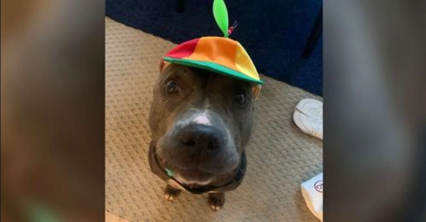 Furchteinflößender Pitbull trägt Propellerhut, um adoptiert zu werden