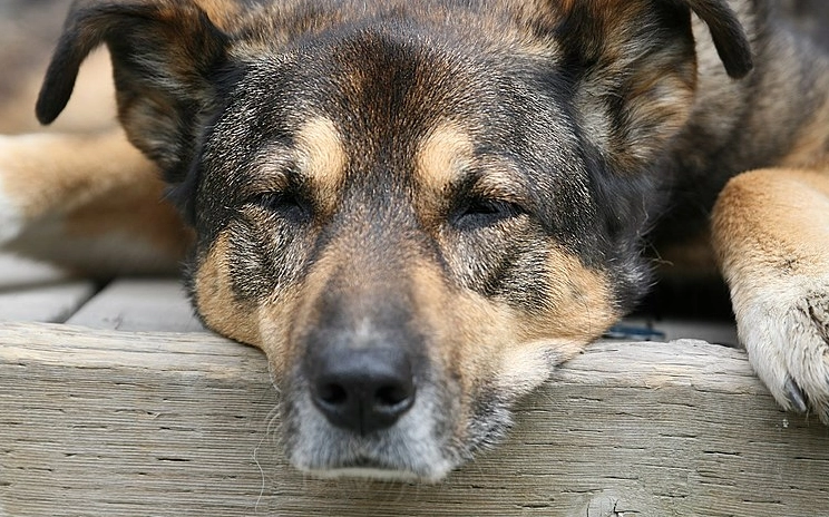 Tierarzt Empfehlungen: So schützen Sie Ihren Hund vor Sommerhitze