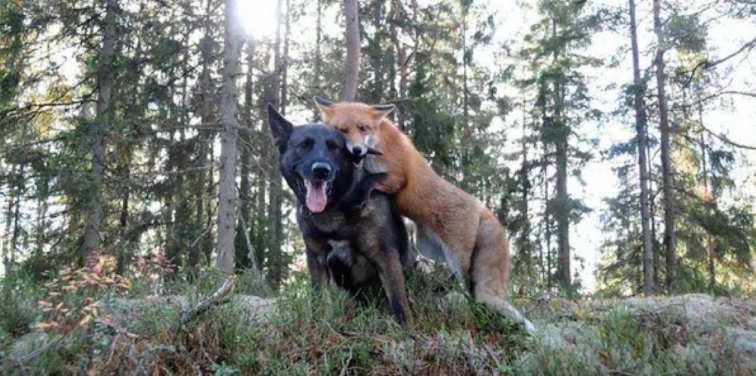 Hund verschwindet jeden Tag im Wald, und Besitzer bekommt einen Schock, als er den Grund erfährt