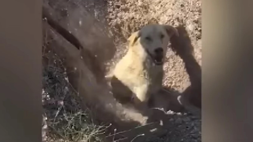 Mann findet Hund, der bis zum Hals vergraben ist: Dann entdeckt er, dass noch mehr mit ihr vergraben sind