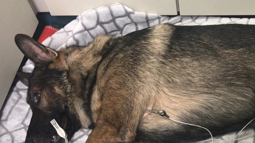 Polizeihund nach Schussverletzung in den Ruhestand versetzt: Kollegen erwarten ihn nach der Operation