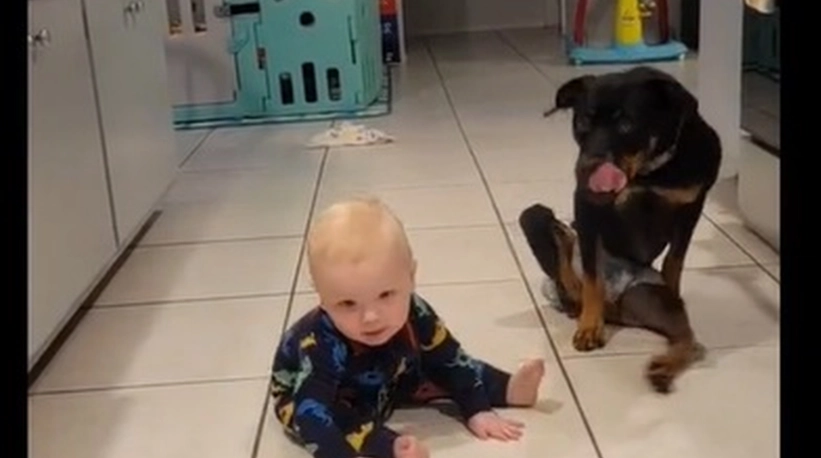 Familie adoptiert gelähmten Hund: Nun bringt er ihrem Baby das Krabbeln bei