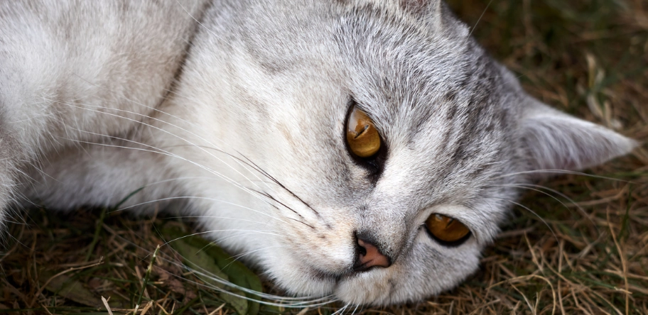 Studie behauptet: Katzen sind Psychopathen