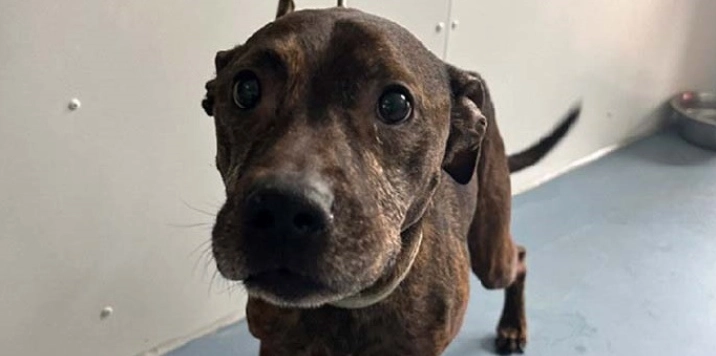 Hund an Laterne angebunden – Polizei Bremerhaven sucht Besitzer